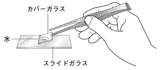 プレパラートの作り方